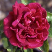 Rose Xavier Olibo