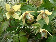 Clematis 'serratifolia'