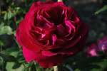 G�n�ral Jaqueminot