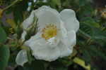 Alba suaveolens