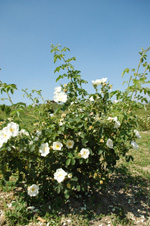 Alba suaveolens