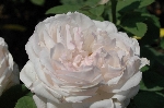 Merveille de Lyon