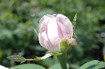 Merveille de Lyon