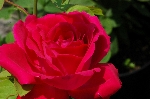 Mme. Victor Verdier