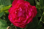 Mme. Victor Verdier