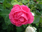 Mme. Victor Verdier