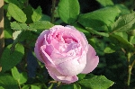 Princess of Wales (HP)