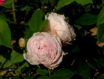 Princess of Wales (HP)