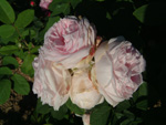 Princess of Wales (HP)