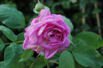 Reine de Violettes - helle Variante
