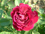 Souvenir du Dr. Jamain