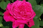 Urdh