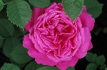 Urdh