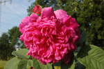 Urdh