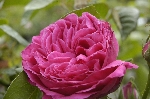 Urdh
