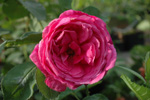 Urdh