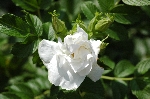 Blanche Double de Coubert