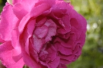 Parfum de l'Ha�