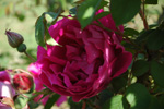 Parfum de l'Ha�