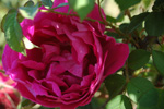 Parfum de l'Ha�