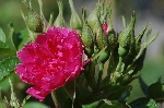 Pink Grootendorst