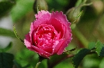 Pink Grootendorst