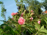 Pink Grootendorst