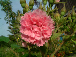 Pink Grootendorst
