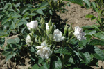 Wei�e Nelkenrose (`White Grootendorst`)