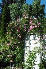 Blairii II