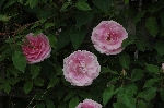 Blairii II