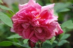 Grace Darling