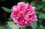 Grace Darling