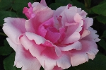Lady Mary Fitzwilliam