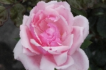 Lady Mary Fitzwilliam