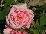Lady Mary Fitzwilliam