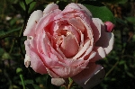 Mme. Caroline Testout