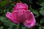 Mme. Caroline Testout