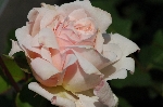 Oph�lia