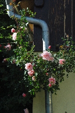 Albertine