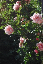 Albertine
