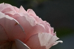 Albertine