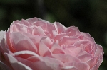 Albertine