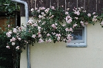 Albertine