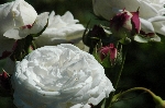 Boule de Neige