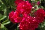 Crimson Rambler