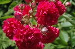 Crimson Rambler