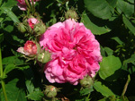 Russeliana