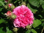 Russeliana