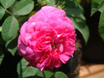Russeliana